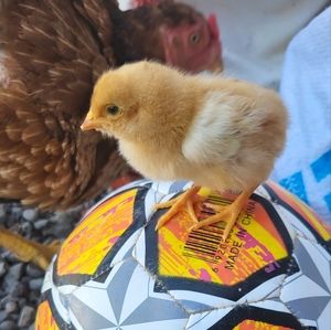 Meet your Posher, Rohat